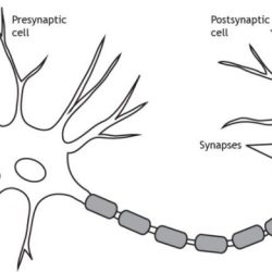 Worksheet synapse