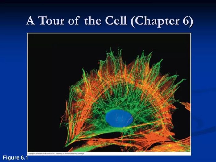 Chapter 6 a tour of the cell answers pdf