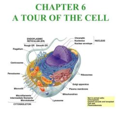 Chapter 6 a tour of the cell answers pdf