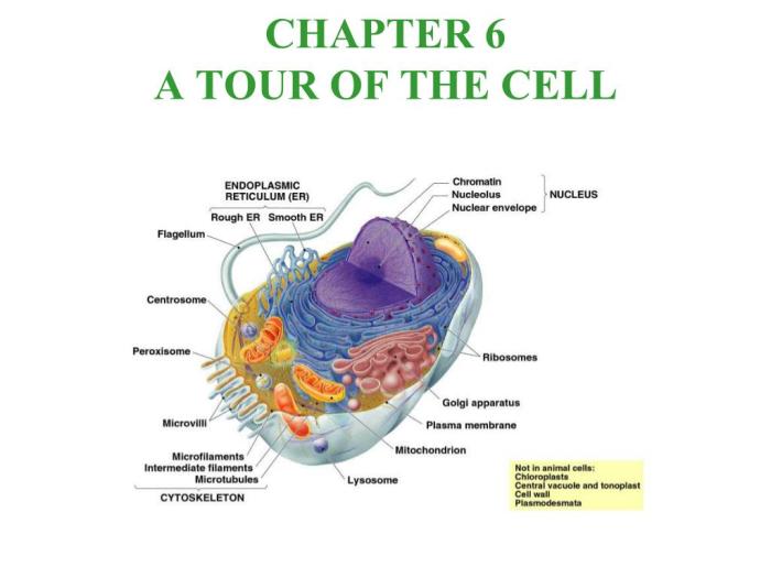 Chapter 6 a tour of the cell answers pdf