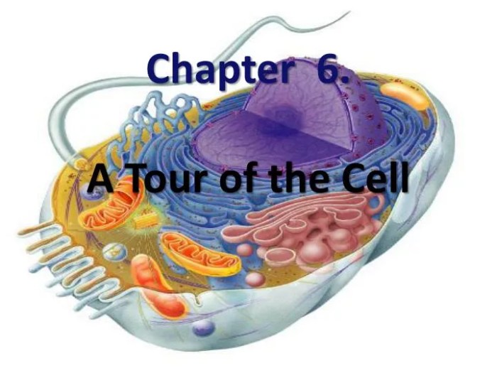 Chapter 6 a tour of the cell answers pdf