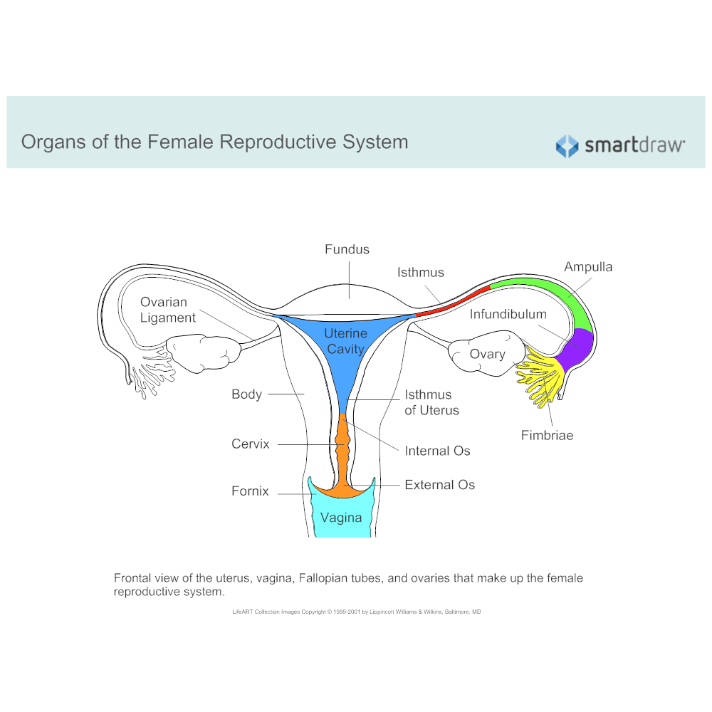 Correctly label the following structures of the female reproductive system.