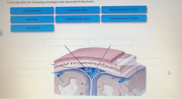 Female reproductive structures label pelvis hints provided using os external cervical chegg canal internal solved transcribed text show cervi