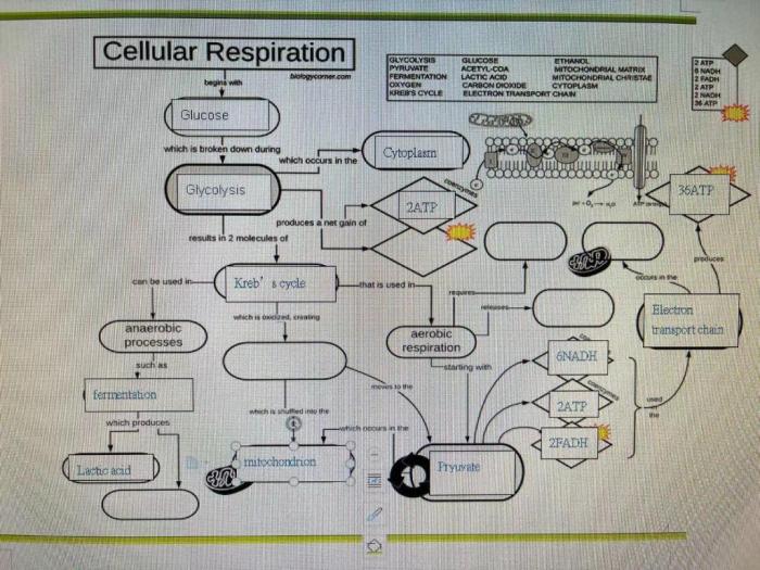 Cellular respiration graphic organizer answer key