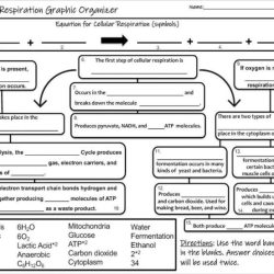 Respiration cellular graphic organizer preview