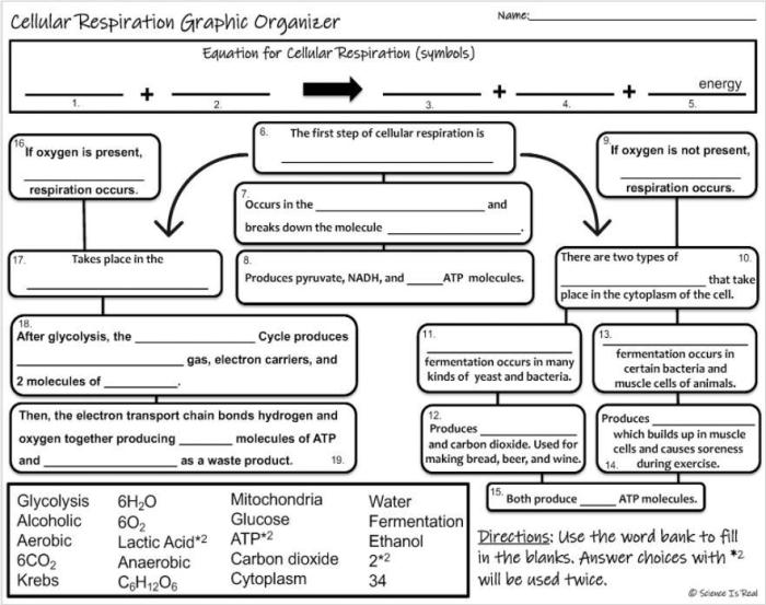 Respiration cellular graphic organizer preview