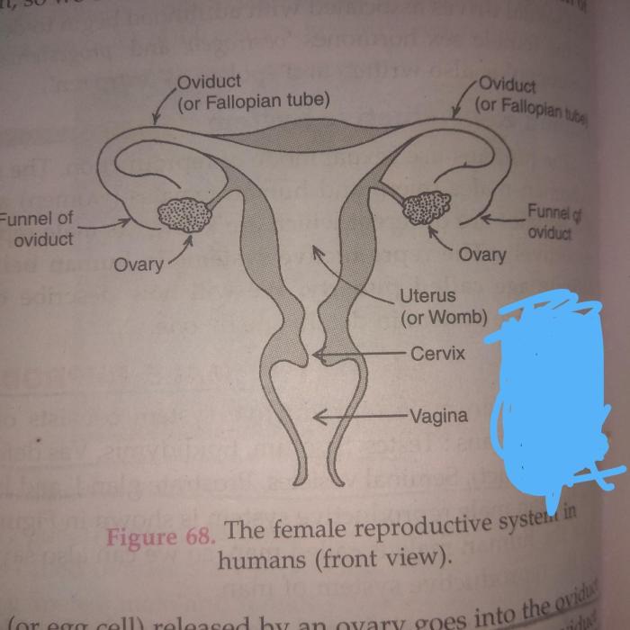 Correctly label the following structures of the female reproductive system.