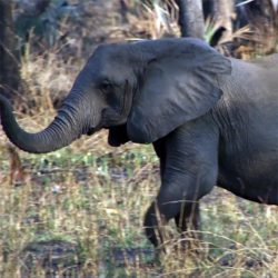 Analyzing data on tuskless elephants answers