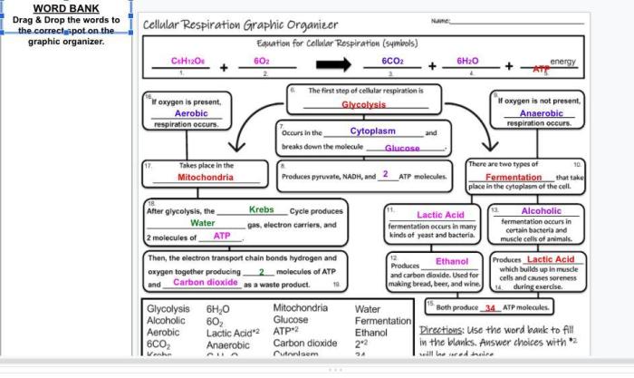 Cellular respiration graphic organizer answer key